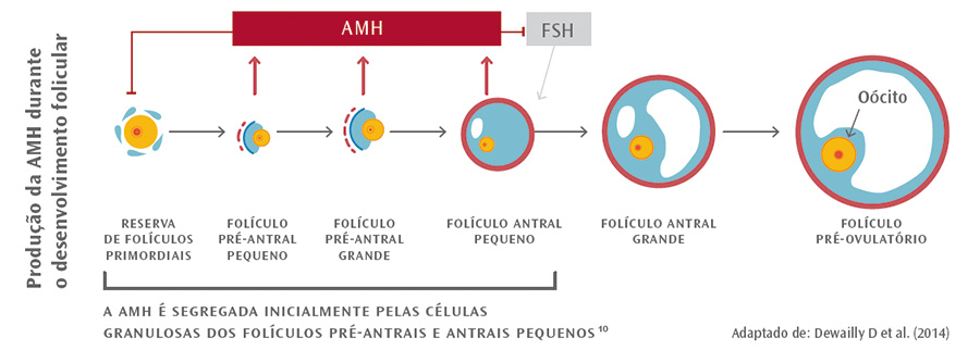 HORMONA ANTI-MULLERIANA (AMH)