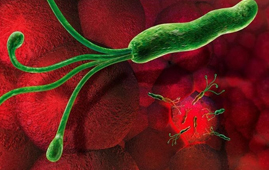 A bactéria Helicobacter Pylori e as suas consequências nas doenças do estômago