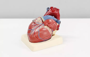 Doenças cardiovasculares: o essencial do que precisa de saber - Sapo Lifestyle
