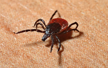 Diagnóstico da Borreliose de Lyme: como se faz? - Sapo Lifestyle