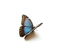 Doenças auto-imunes