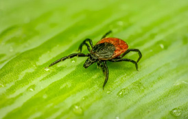 Doença de Lyme: os sintomas pouco conhecidos de uma patologia causada pela picada de uma carraça - Sapo Lifestyle