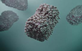 A infeção pelo vírus Monkeypox: o que precisa de saber? - Sapo LifeStyle