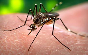 A importância do Diagnóstico Laboratorial atempado no tratamento da Malária