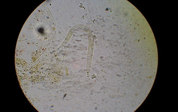 Parasitologia