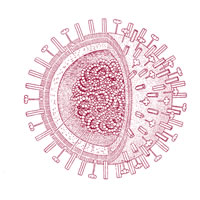 Germano de Sousa GRIPE A Virus H1N1