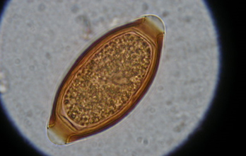 parazita a lazac testén férgek egy monitor gyíkban